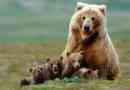 100 Zanimljivih činjenica o medvjedima
