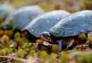 40 Zanimljivih činjenica o kornjačima