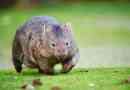 7 Zanimljivih činjenica o wombatima