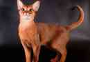 Abyssinian mačka