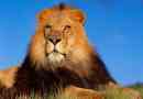 Afrički lev
