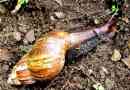 Akhatina - puž velikih veličina