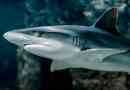 Shark je riba ili sisavac?