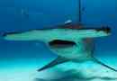 Hammerhead morski pas