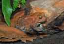 Američki žaba u terariju. Fotografija toha