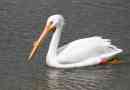 Američki bijeli pelikan: zanimljive činjenice o ptici