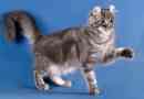 Američka kovrča - rijetka mačka pasmina