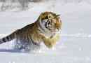 Amur tigar