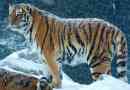 Amur tigar