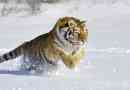 Amur tigar