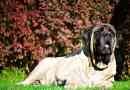 Engleski mastif - sve o psu