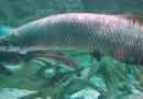 Arapaima - divovska tropska slatkovodna riba