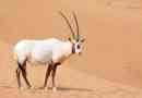 Arabian orix