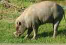 Babirussa