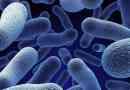 Bakterije: prijatelj ili neprijatelj?