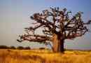 Baobab