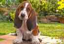 Basset hound - pasmina opis