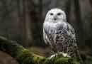 Bijela sova