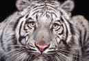 Bijeli tigrovi: priroda zagonetka