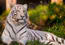 Bijeli tigar - opis životinja, prikaz značajki
