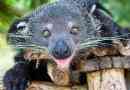 Binturong