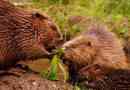 Beavers - bobov obitelj