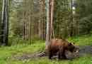 Smeđi medvjedi - gospodar taiga