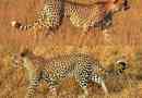 Koja je razlika između geparda iz leoparda?