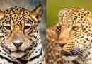 Koja je razlika između jaguara iz leoparda?