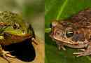 Što se razlikuju žaba i žaba?