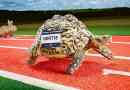 Kornjača-rekord nositelj, koji je pao u guinnessovu knjigu, postao je najbrži na planeti