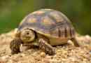 Kornjače: dugovječni gmazovi