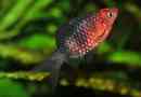 Black barbus: savjeti za sadržaj aquarium pet
