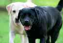 Crni labrador - sve o pasmini