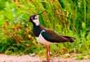 Lapwing