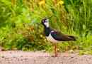 Lapwing