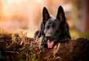 Crni njemački ovčar - prednosti i nedostaci pasmina