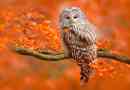 Što jede sove u prirodi?
