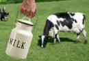 Što je poznato za ljubitelje mlijeka o kormilice - krava?