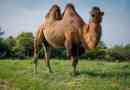5 Čudnih činjenica o kamilama
