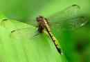 Kakav grabežljivac je dragonfly?
