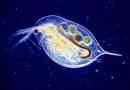 Daphnia