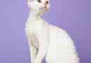 Devon rex: curry iz prirode