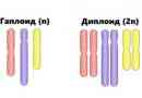 Diploidne stanice: količina kromosoma i razlike s haploidnim stanicama
