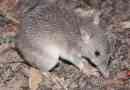 Long bandicut: opis australske endemije