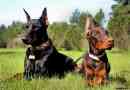 Doberman - elegantan pas s kvalitetom usluga