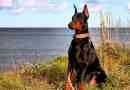 Dobermanac
