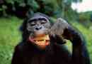 Dokazane kulinarske sposobnosti čimpanze