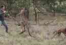 Muškarac i kangaroo borba: australac protiv uzorka. Video.