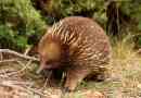 Echidna